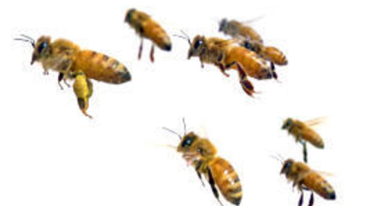 bees
