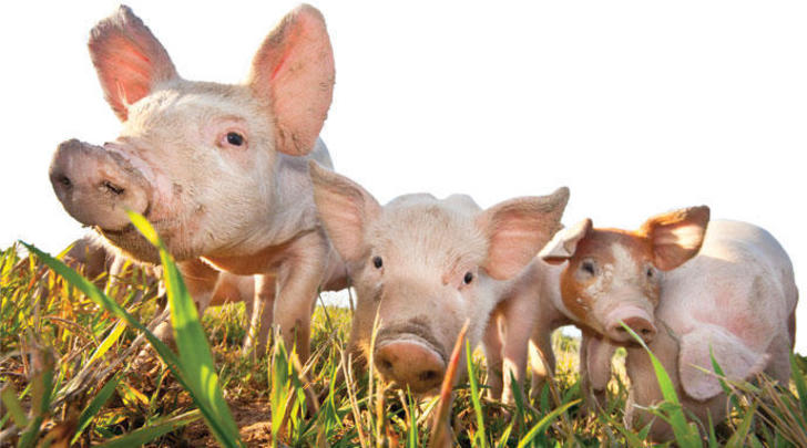 GI-10-The-complete-guide-to-happy-meat-689x383