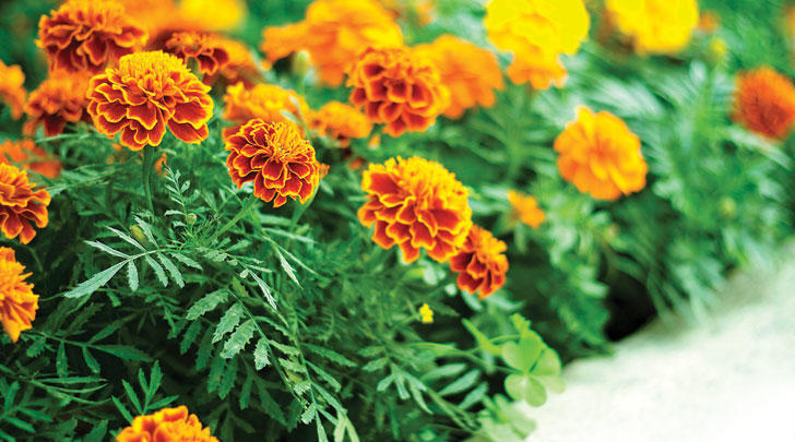 GI-13-How-to-grow-the-unkillable-garden-728x405