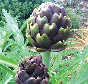 GI-13-How-to-grow-the-unkillable-garden-Artichokes-300x285