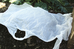 GI-13-Make-a-leaf-bird-bath-3-300x200