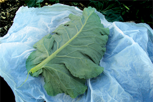 GI-13-Make-a-leaf-bird-bath-4-300x200