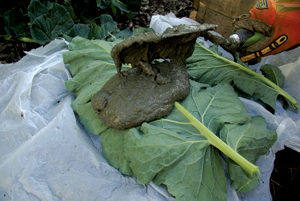 GI-13-Make-a-leaf-bird-bath-6-300x200