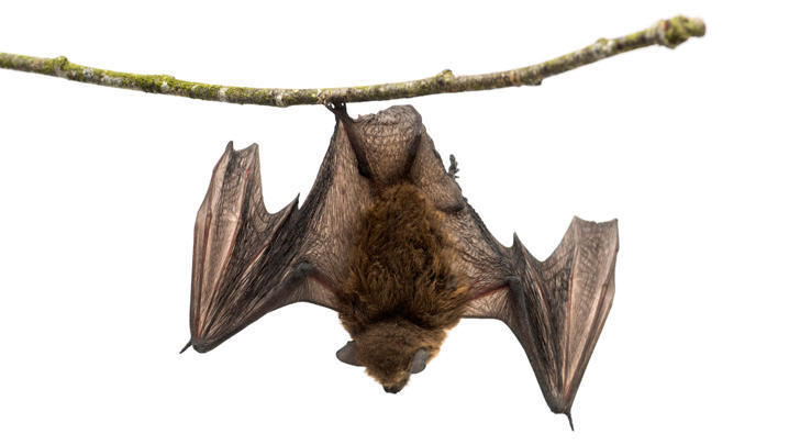 GI-18-Bats-deliver-vital-services