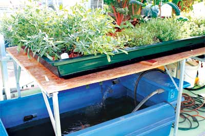 GI-8-In-the-garden-Feb-&-Mar-400x265-Aquaponics