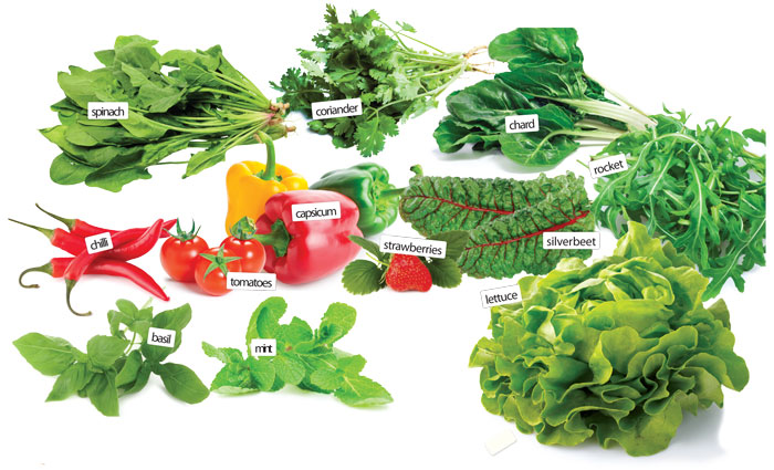 GI-8-In-the-garden-Feb-&-Mar-700x425-Aquaponic-plants