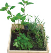GI-9-Gift-ideas-for-mum-Tea-garden-100x105