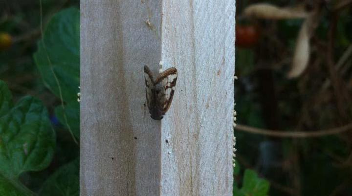 How to kill passion vine hoppers-egg layer 720x405