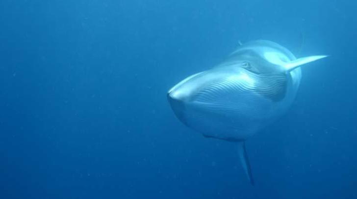japanese whaling 720x405