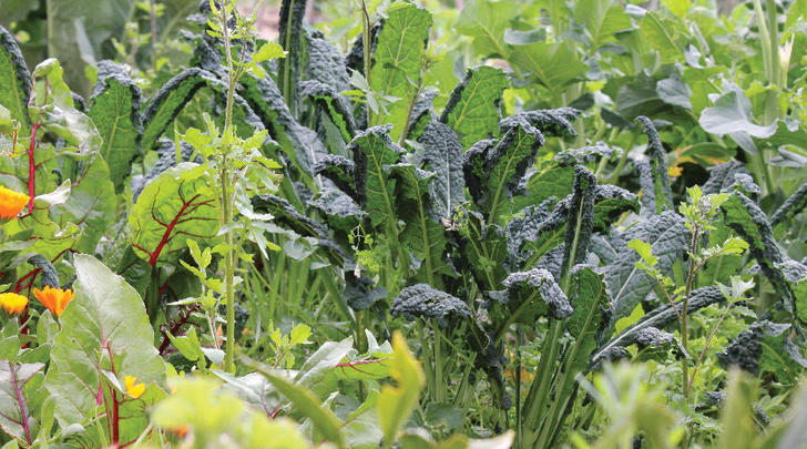 Random-PlantingVegeIMG_0019