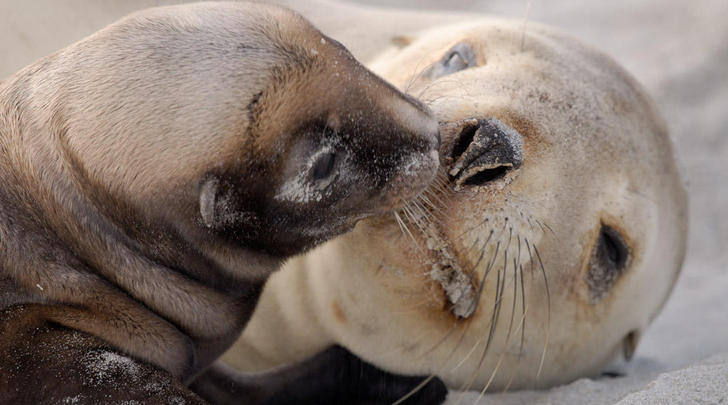 seal