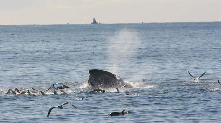 GI-17-Thermal-cameras-may-help-NZ's-rarest-whale