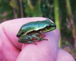 GI-8-Editor's-letter-tadpole-150x120